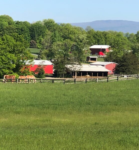 Farm scene with barns and horses